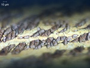 Cross section and surface views of the PLASMA coated brass EDM wire shows the discontinuous layering, caused by fracturing during the diffusion annealing process. This surface formation actually enhances the flushing of the workpiece during machining.